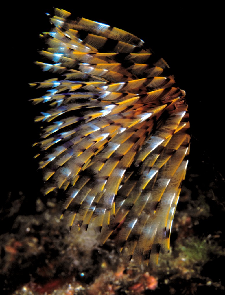 spallanzani di profilo