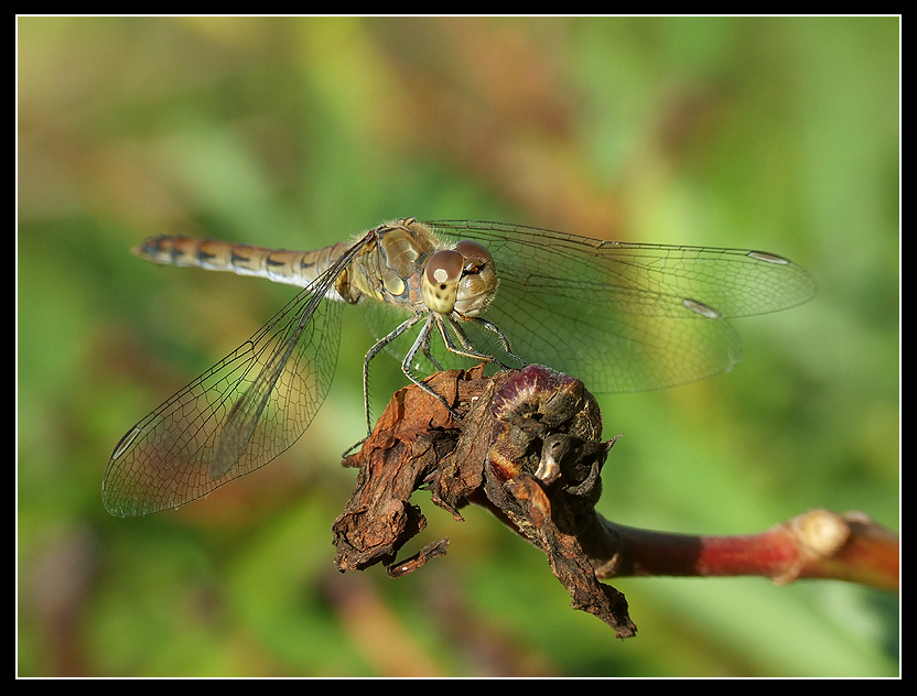 dragonfly