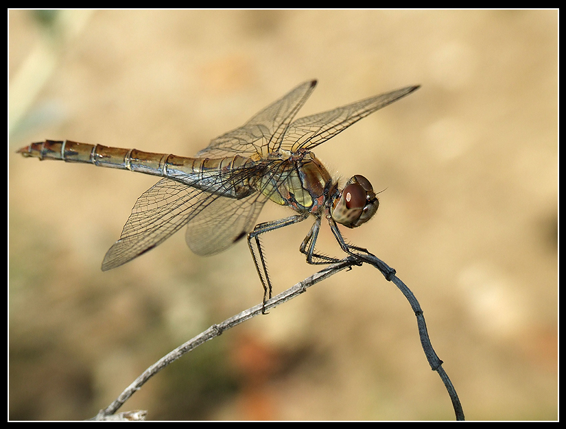 dragonfly
