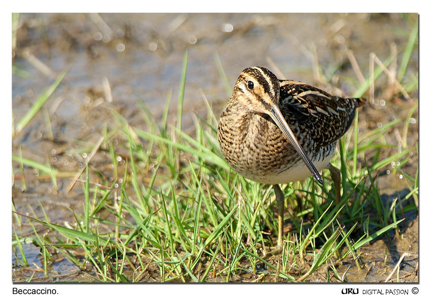 E sono un p� timido..