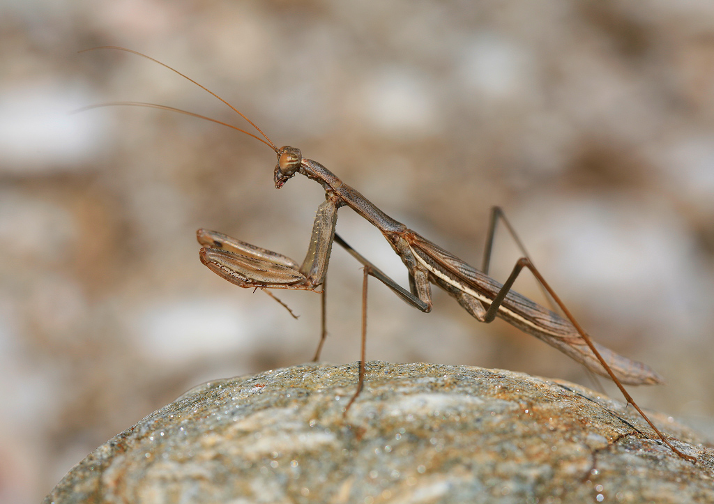 Mantide metallizzata in spiaggia