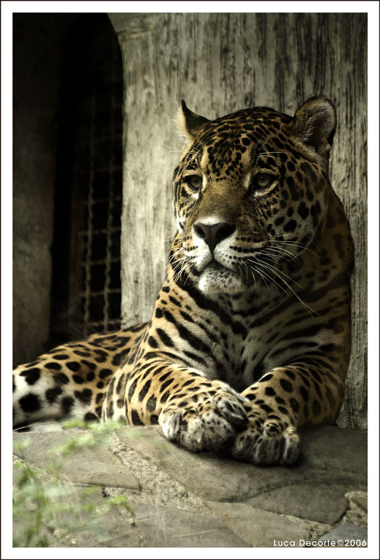 Fierezza ormai spenta