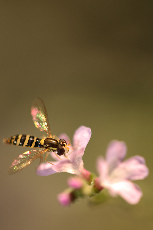 sul fiore delicatamente