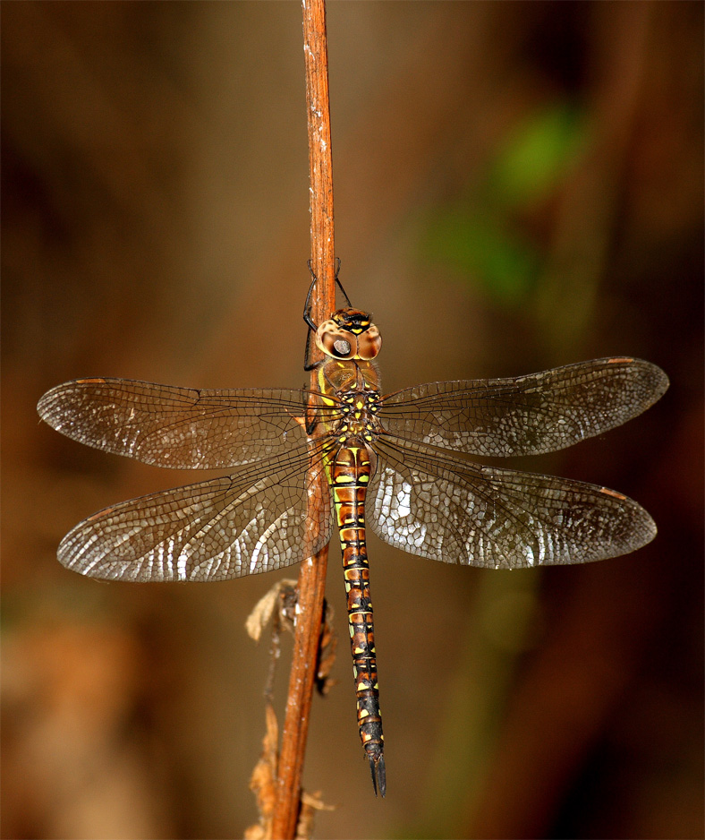 Libellula arancio