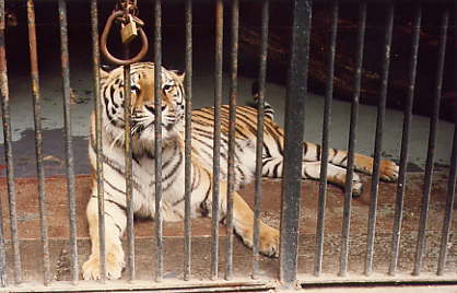 e se si apre il cancello?