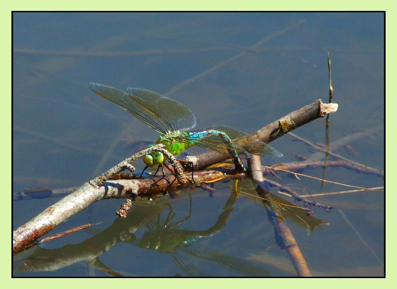 libelulla in deposizione
