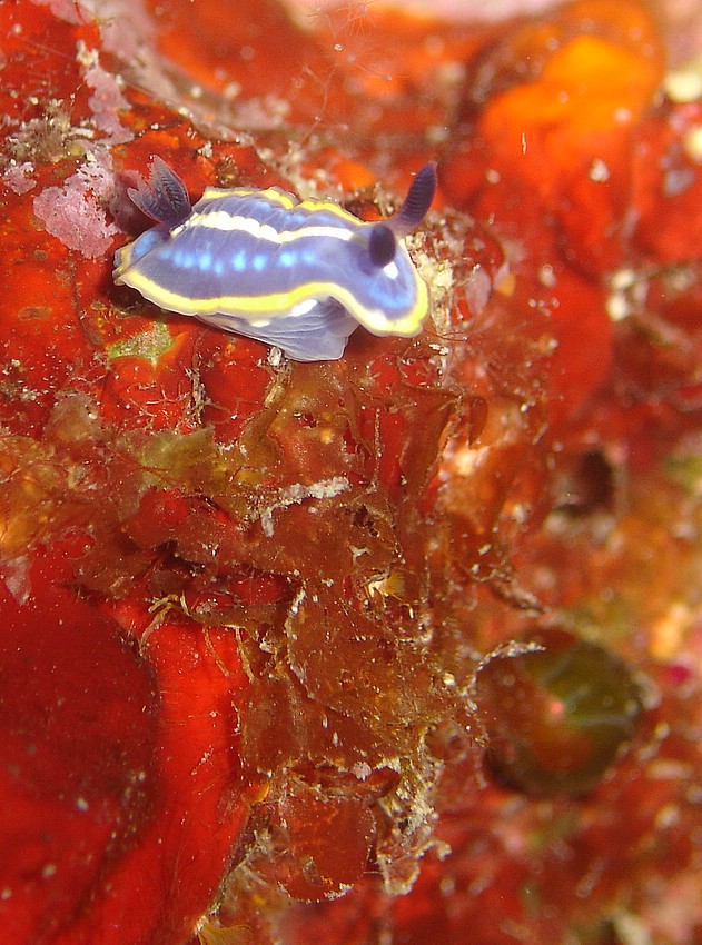 Hypselodoris Tricolor non stirato