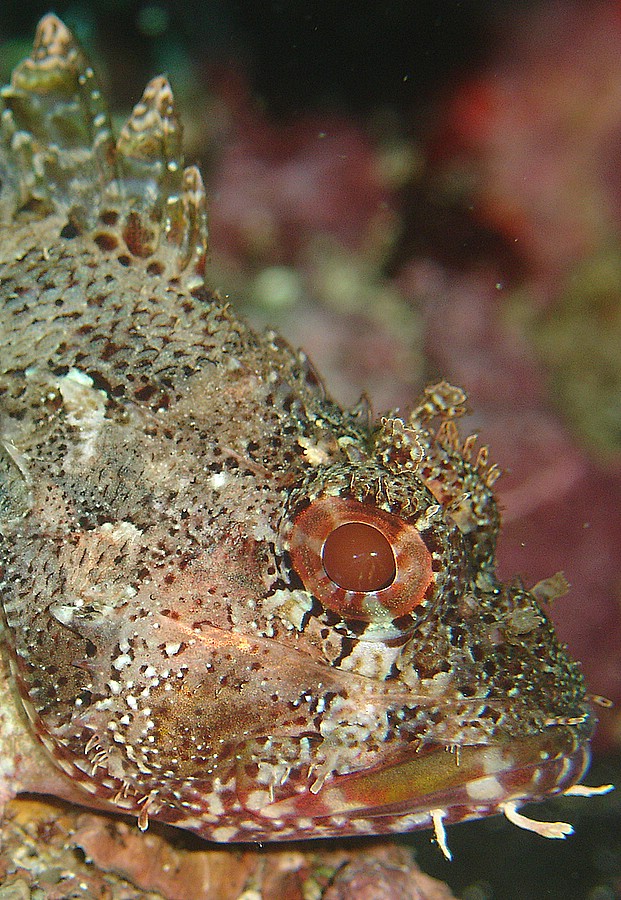 Dedicato a Giuseppe Piccioli