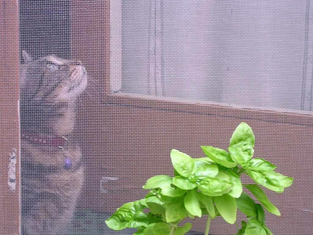 attraverso una zanzariera....