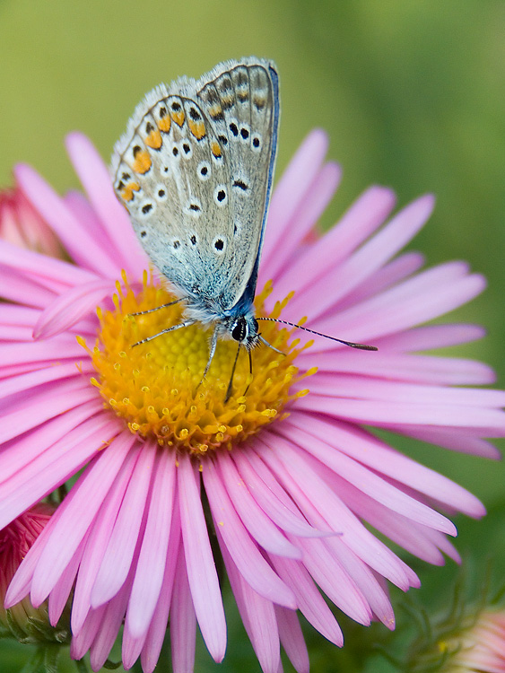 Farfalla viraggio blu...