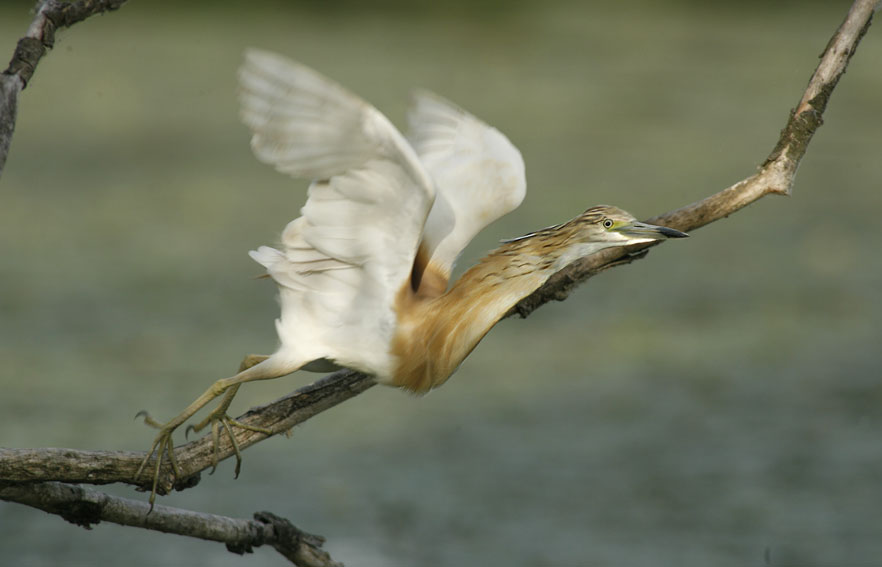 Renzo-Sgarza ciuffetto