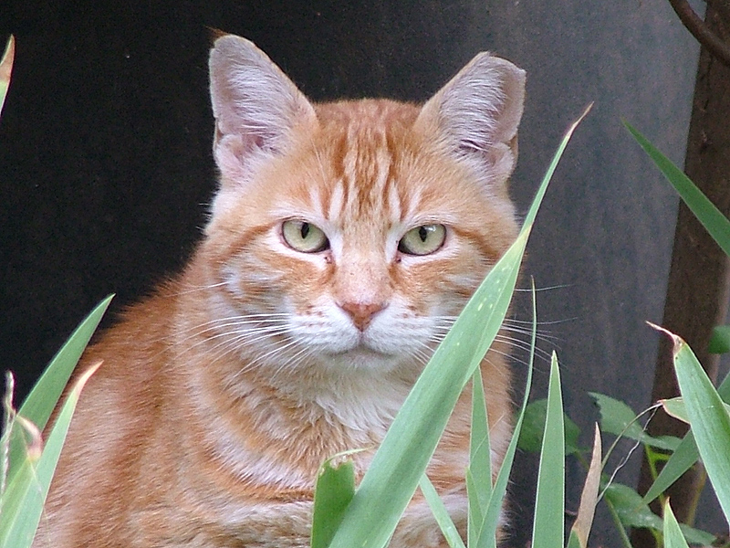 Pi� ti guardo e meno mi piaci (2).jpg