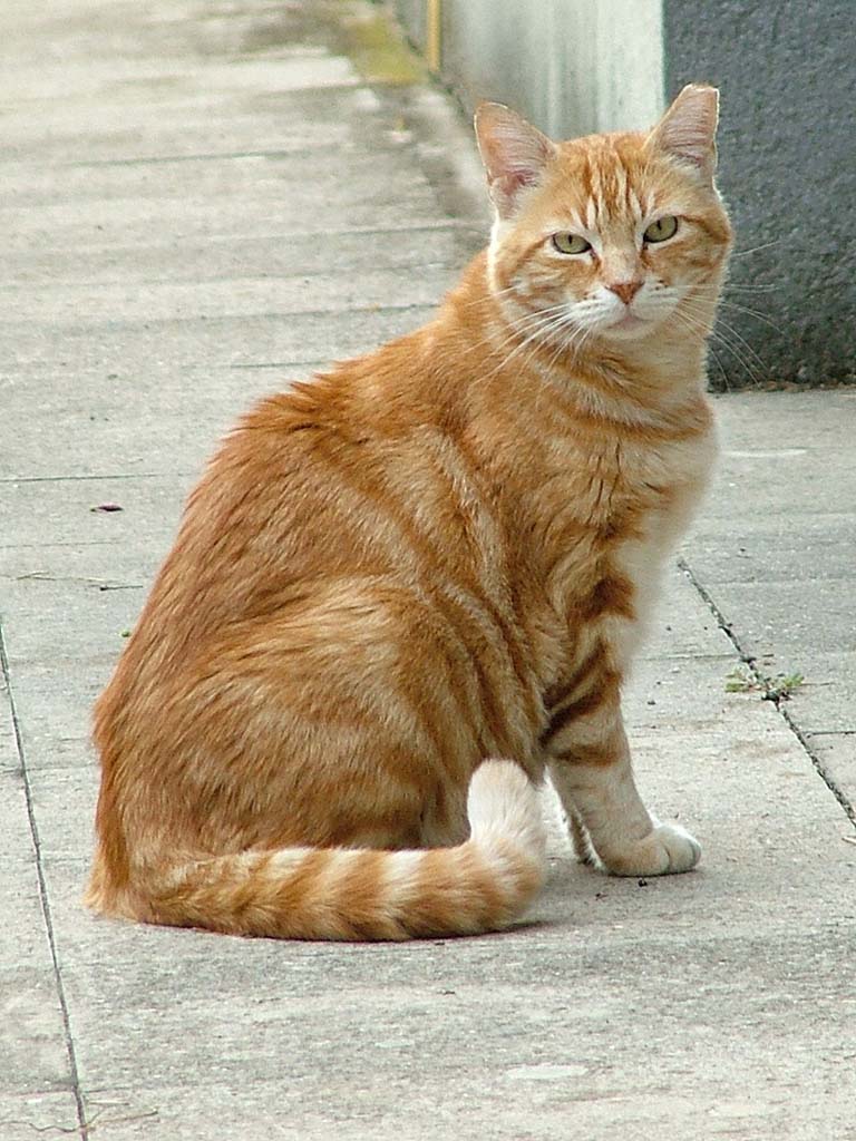 Pi� ti guardo e meno mi piaci.jpg