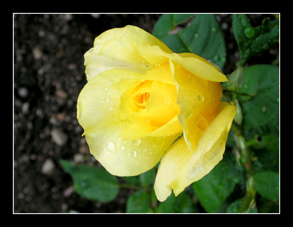 La rugiada del mattino...