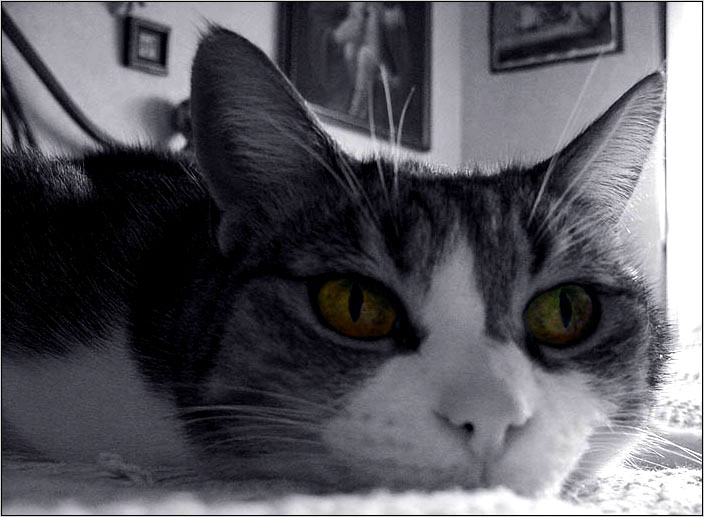 Chissa a cosa pensa...bis