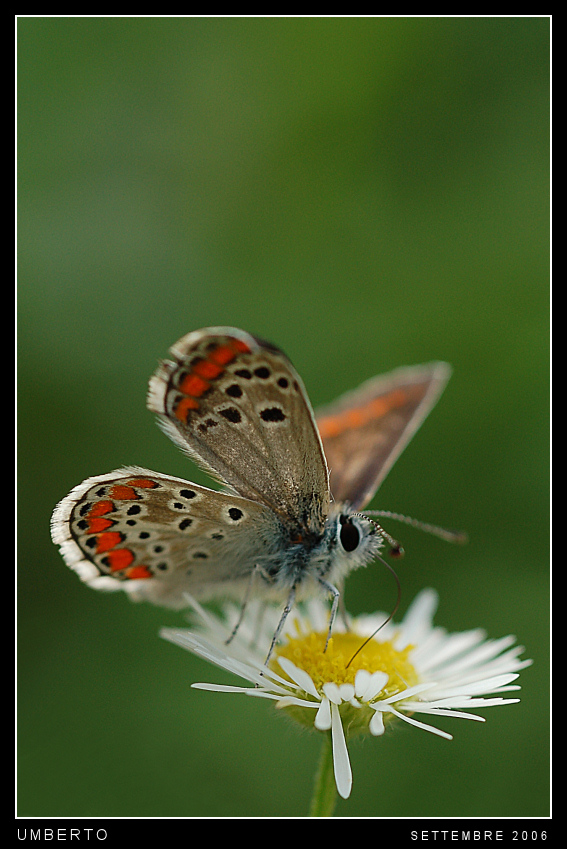 Licenide su margherita