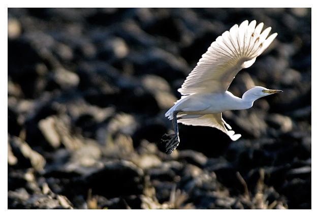 Airone guardabuoi sul far della sera