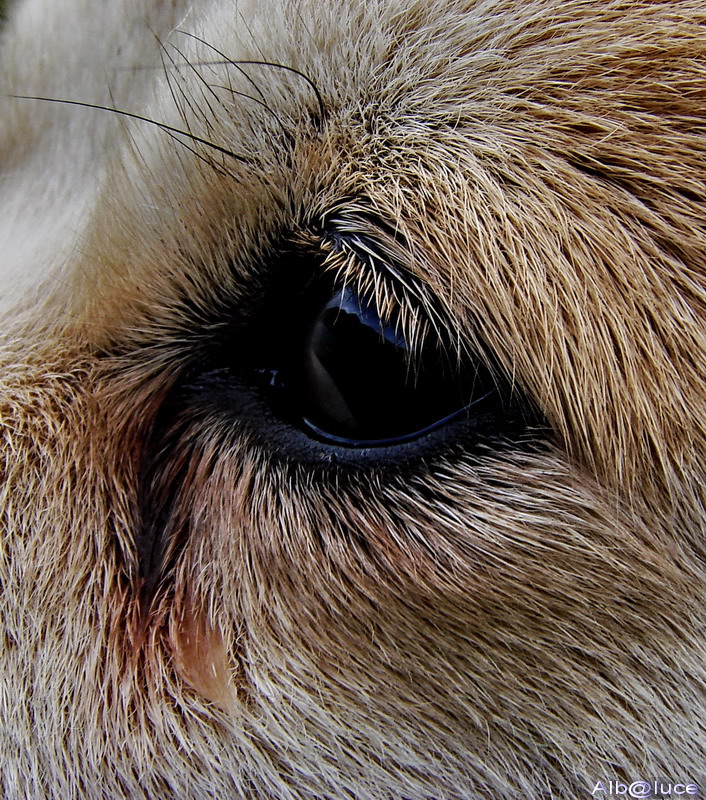 Lo sguardo della fedelt�