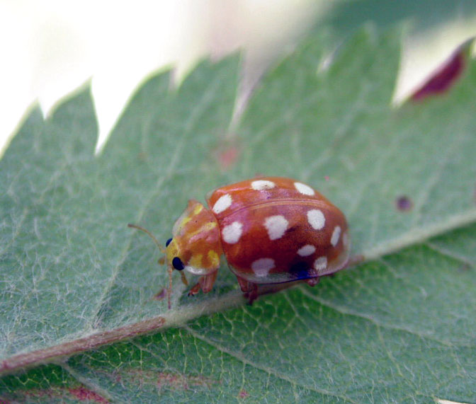 coccinella fluorescente