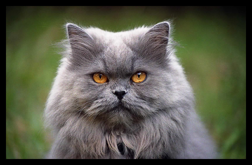 Verde, grigio e arancione