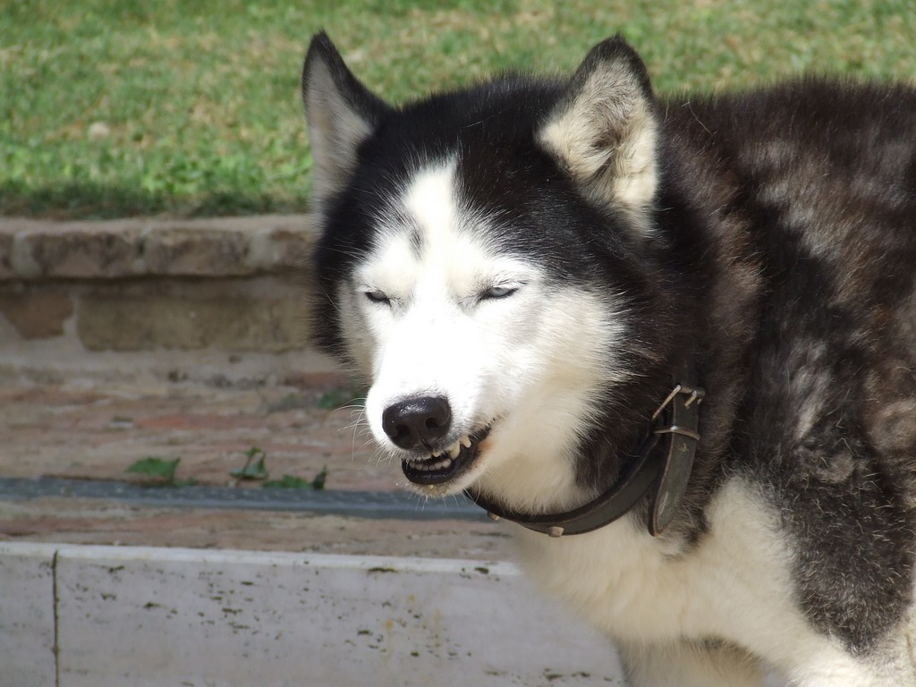 Pisolo... che mangia