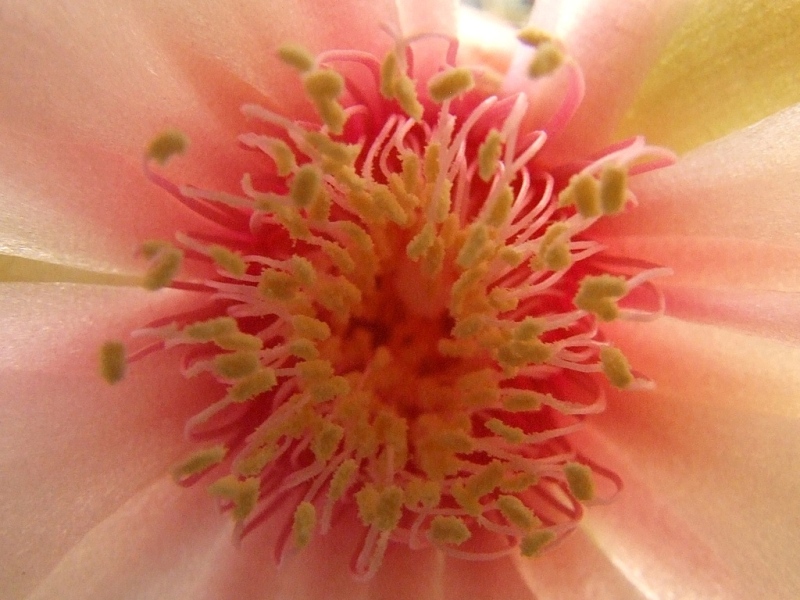 Il miraggio di un'ape qualunque