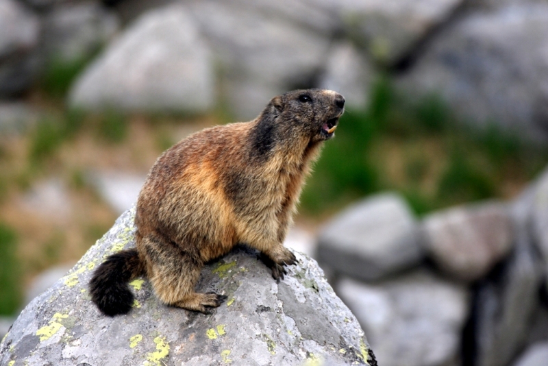 marmotta