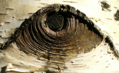 Occhio di legno. (non ci sar� un Pinocchio dentro?)