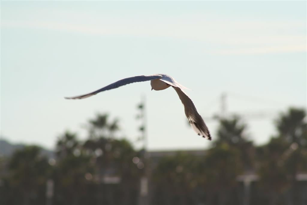 Gabbiano in volo
