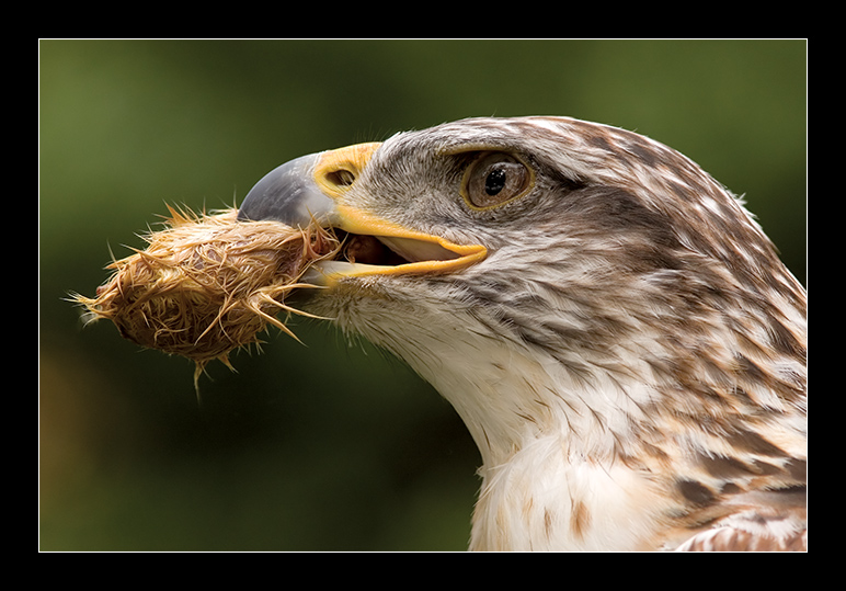 Il pranzo della poiana
