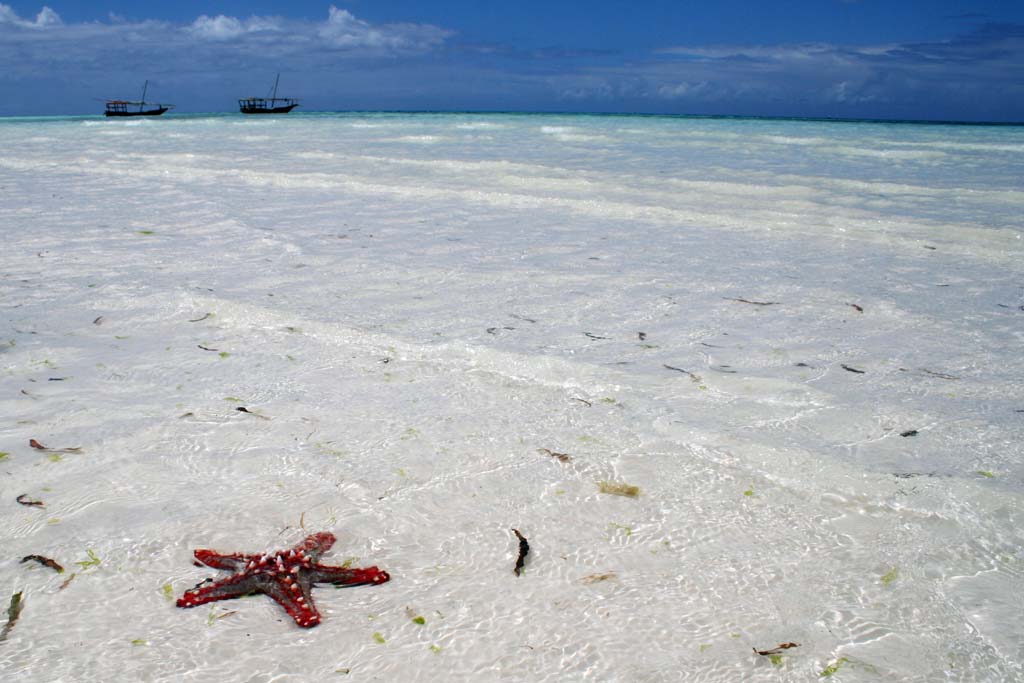 Stella marina su bassa marea