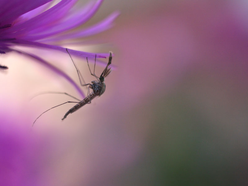 appeso a un sogno... parte seconda (culicide)