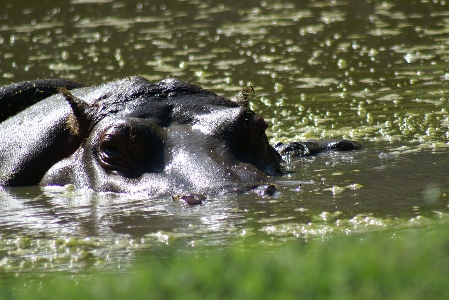 Auimbaue, auimbaue...