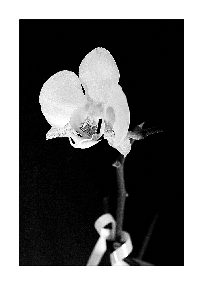 Orchidea