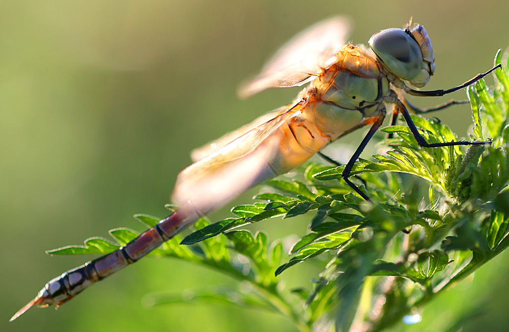 Libellula in controluce
