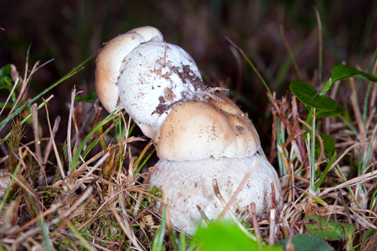 Funghi in ...... condominio!.