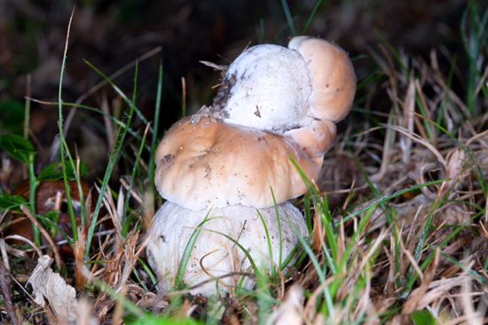 Funghi in ...... condominio!. 2