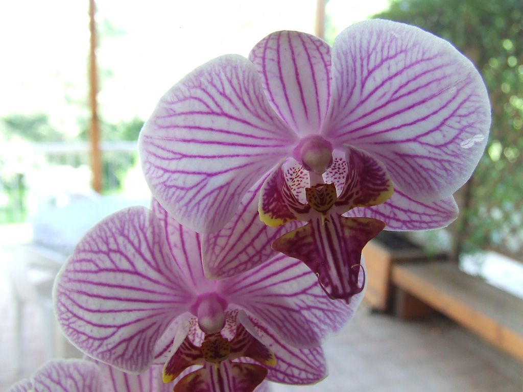 orchidea
