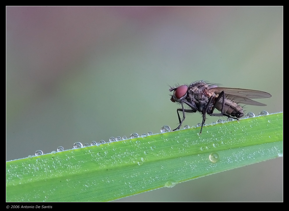 Il dittero e la rugiada