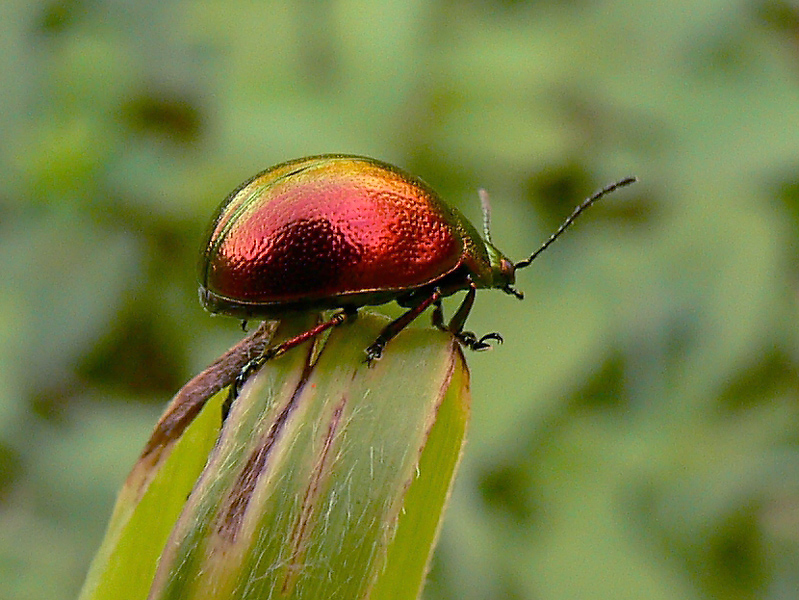 Fonte Ciane - Siracusa 2006