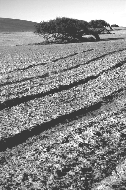 alberi piegati dal maestrale