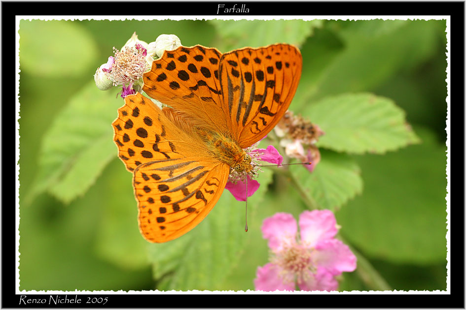Renzo-Farfalla