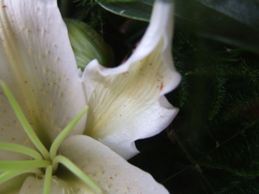 Dove sono i miei pistilli?