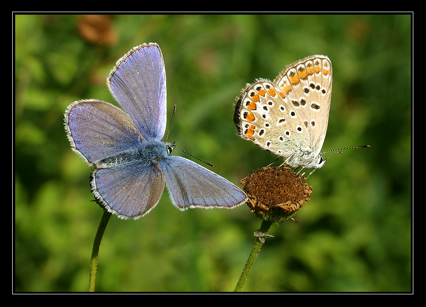 Il corteggiatore e la ritrosa