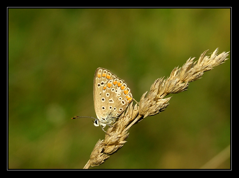 licenide sul calar della sera