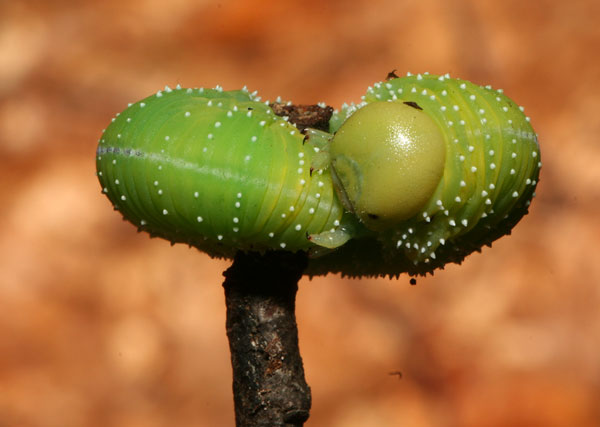Ma guarda ... un bruco!