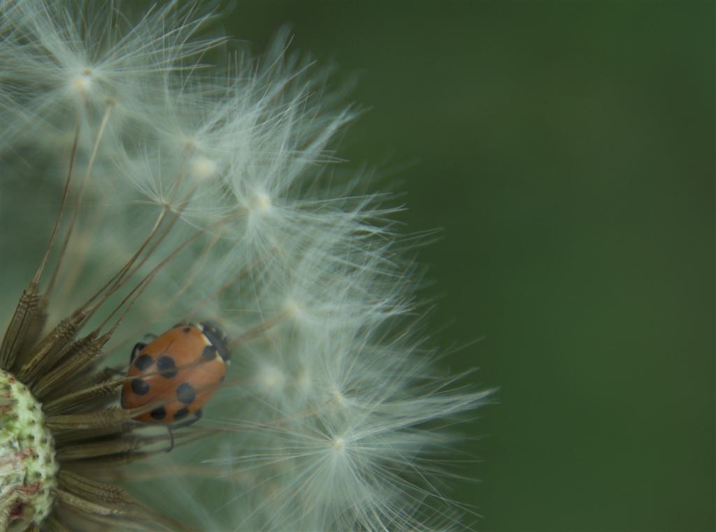 giochiamo a nascondino?