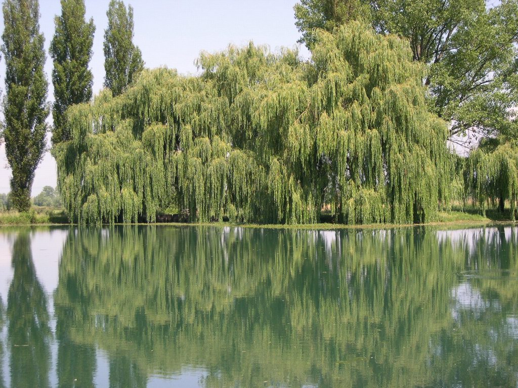 il giardino dell'eden