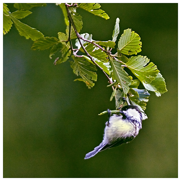 L' ultimo tiro poi smetto...