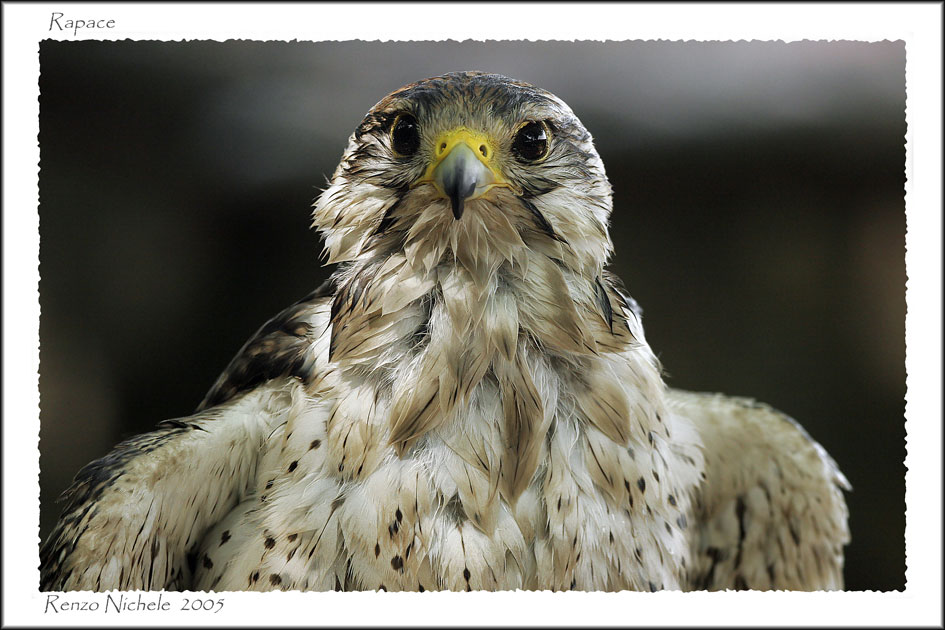 Renzo-Rapace